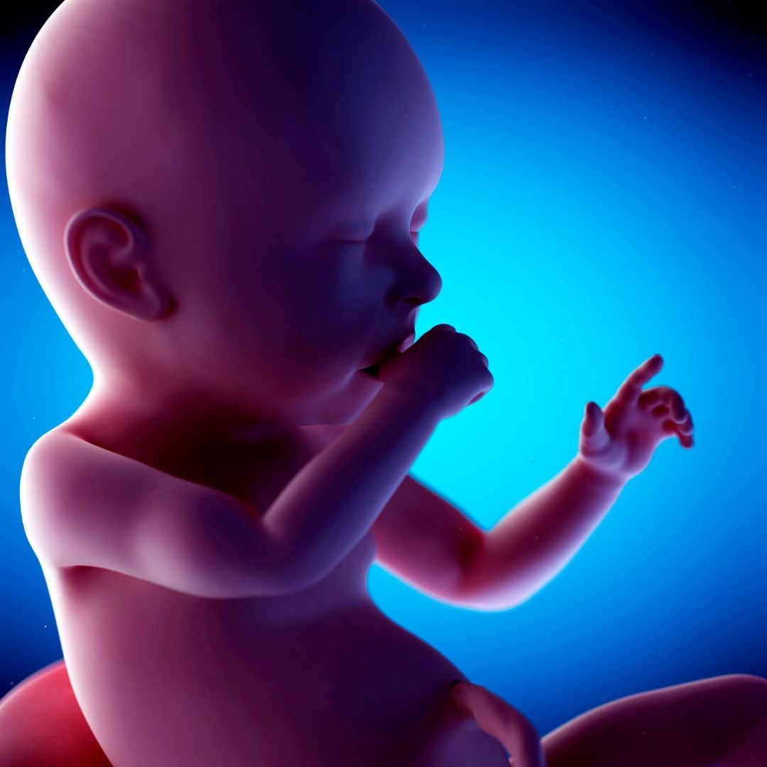 ¿Cómo es la vida social del feto en el útero?