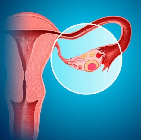 ¿Cuántos días dura la ovulación? ¿Cuándo puedo quedar embarazada?