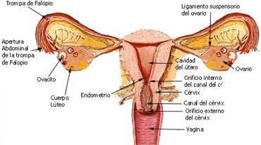 Órganos Reproductores Femeninos - Proceso Reproductor