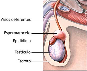 Órganos Reproductores Masculino - Proceso Reproductor