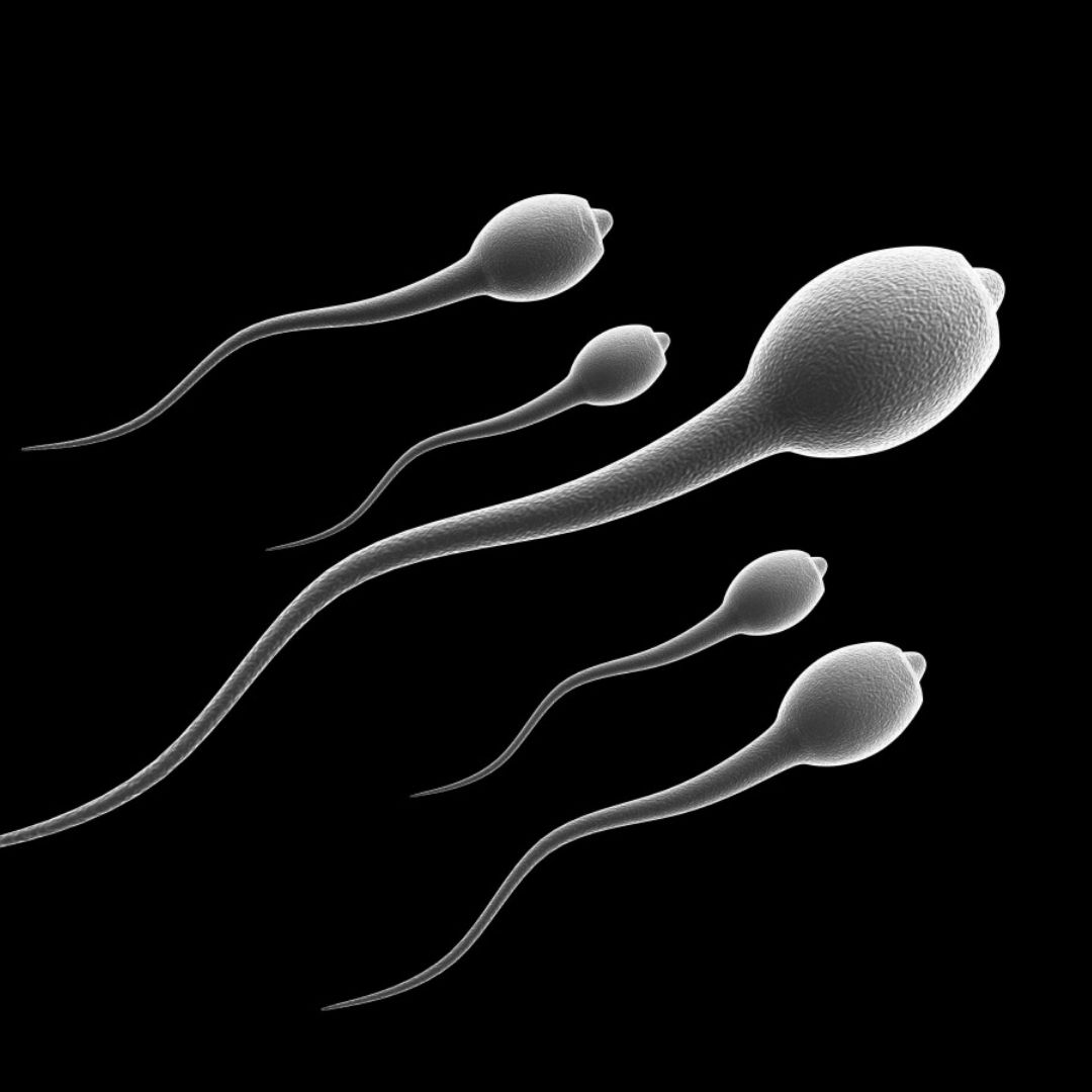 fertilidad masculina, infertilidad, cuánto duran los espermatozoides