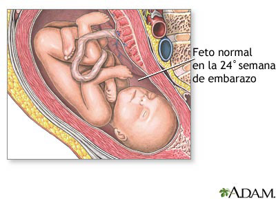 24-semanas-mbarazo