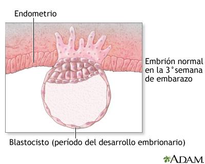 3-semanas-blastocisto