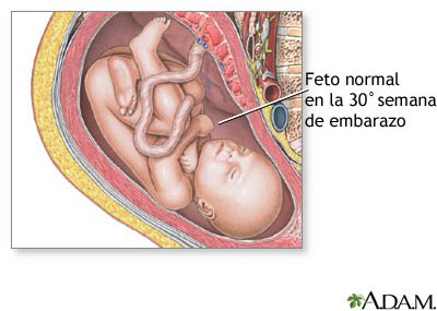 30-semanas-embarazo