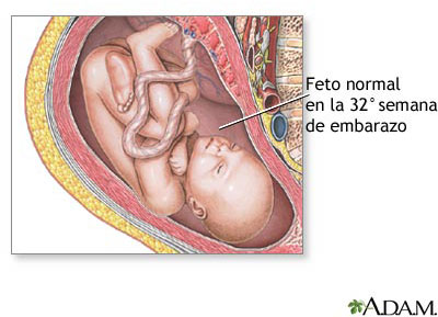 32-semanas-embarazo