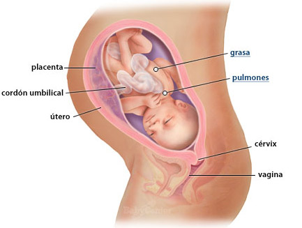 34-semanas-embarazo