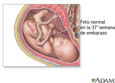 37-semanas-embarazo