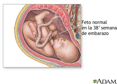 38-semanas-embarazo