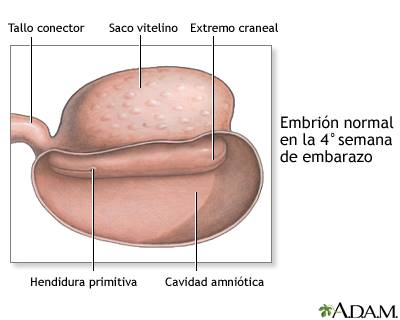 4-semanas-embarazo