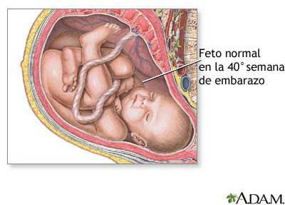 40-semanas-embarazo