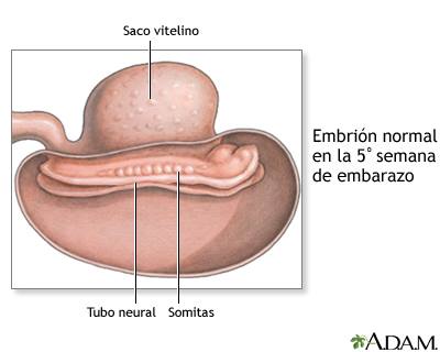 5-semanas-embarazo