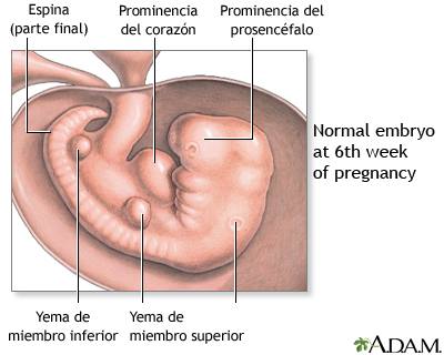 6 semanas de embarazo