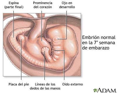 7 semanas de embarazo