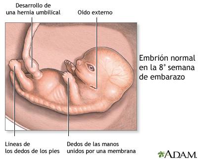 8-semanas-embarazo