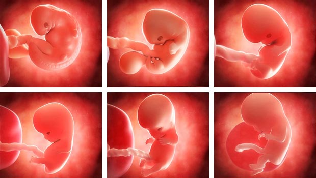 Desarrollo embrionario - Primer trimestre