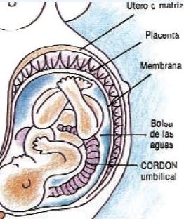 fecundacion placenta cordon