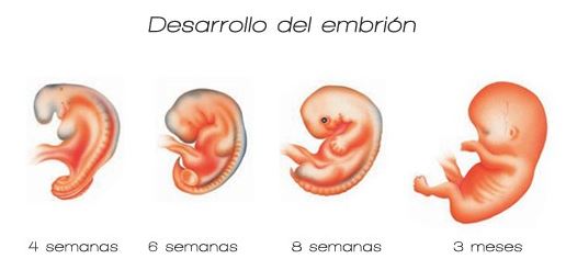 primer trimestre