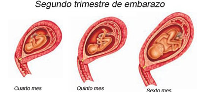 segundo trimestre embarazo