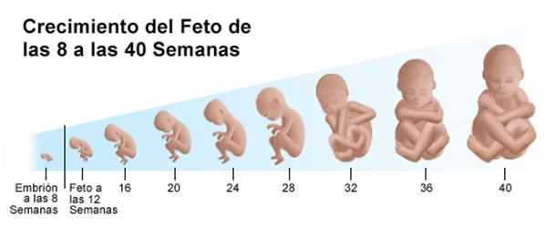 semanas-meses-trimestres-embarazo