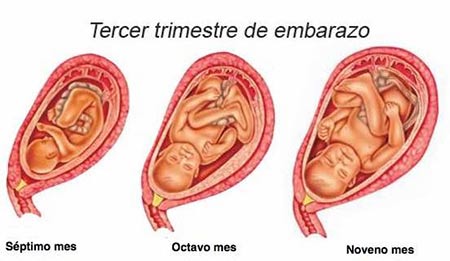 tercer trimestre gestacion