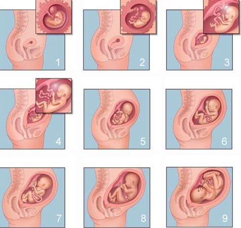 crecimiento fetal desarrollo