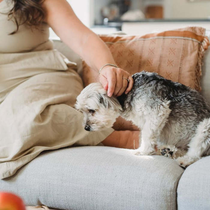¿Pueden los perros presentir el embarazo en humanos?