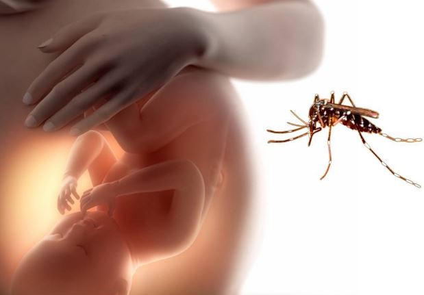 peligros zika embarazo